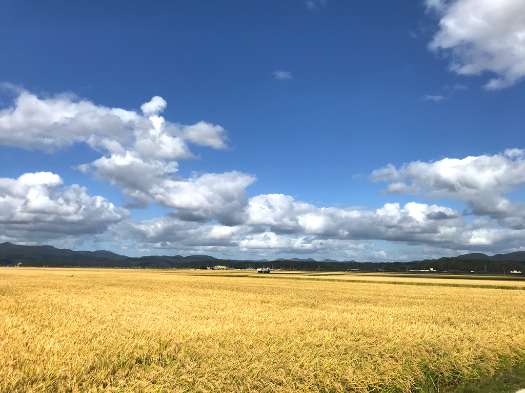 秋の収穫を終えて_稲と秋の空